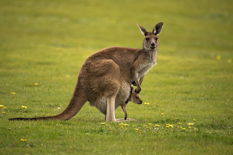 Lure Bed And Breakfast - Mackay Tourism 20