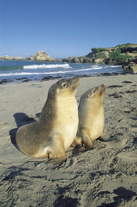 Kangaroo Island Seafront - Mackay Tourism 40