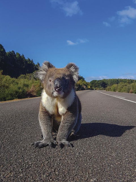 Kangaroo Island Seafront - Mackay Tourism 14