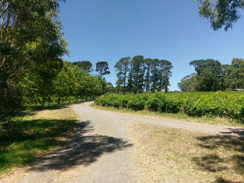 Lost In The Vines - Mackay Tourism 28