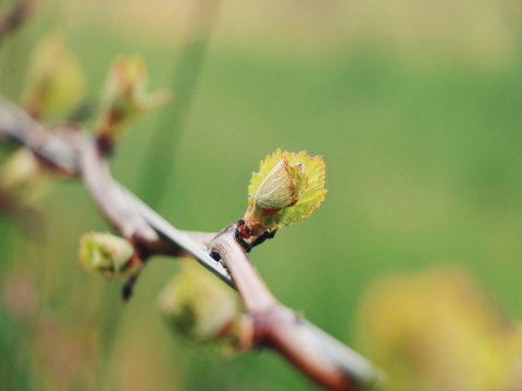 Lost In The Vines - Mackay Tourism 16