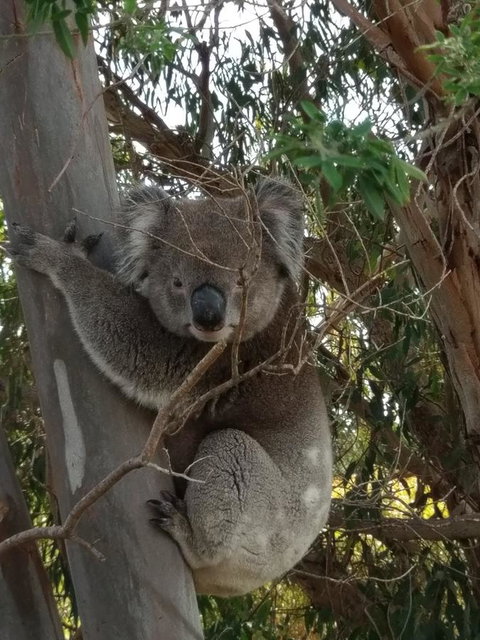 Lost In The Vines - Mackay Tourism 29