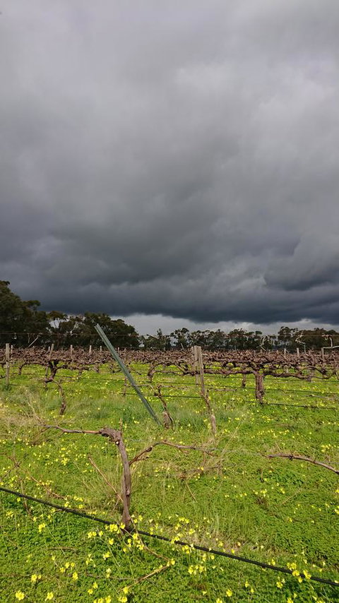 Lost In The Vines - Mackay Tourism 27