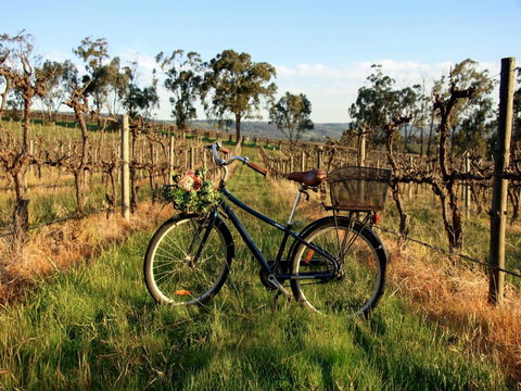 Lost In The Vines - Mackay Tourism 17