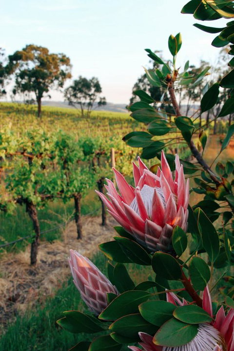 Lost In The Vines - Mackay Tourism 14