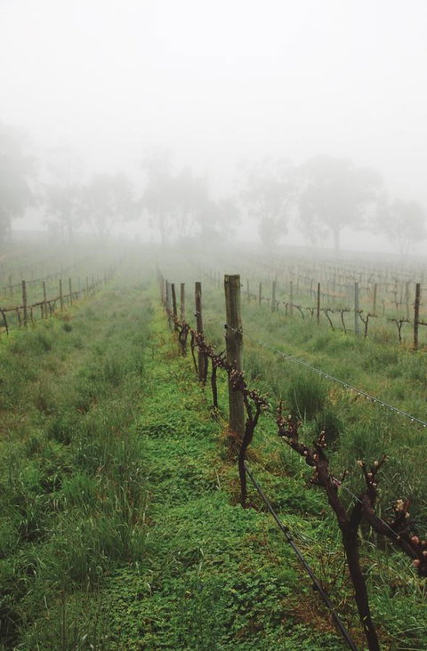 Lost In The Vines - Mackay Tourism 15