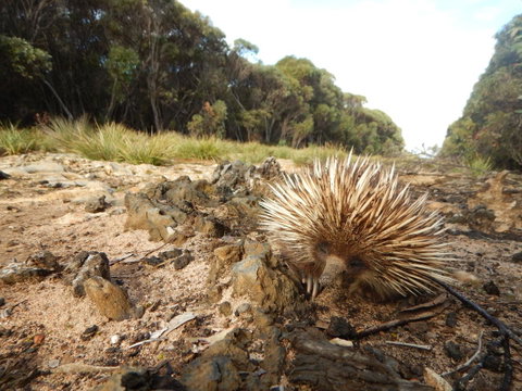 Kangaroo Island Wilderness Retreat - Mackay Tourism 20