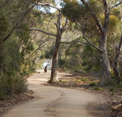 Kangaroo Island Wilderness Retreat - Mackay Tourism 22