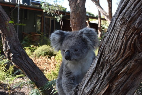 Kangaroo Island Wilderness Retreat - Mackay Tourism 6