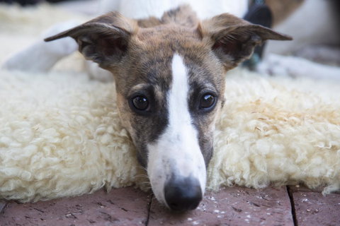 Wayfarers Cottage - Mackay Tourism 17