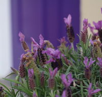 The Purple Door on Seaview - Mackay Tourism