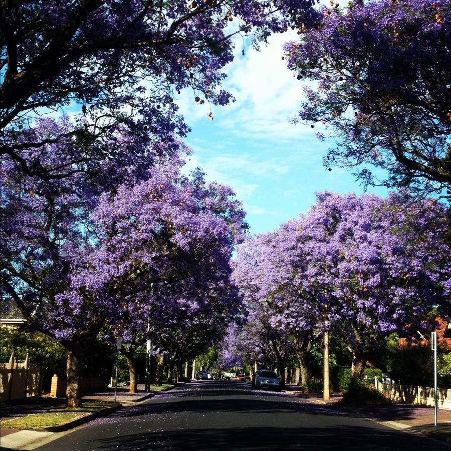 Goodwood SA Mackay Tourism
