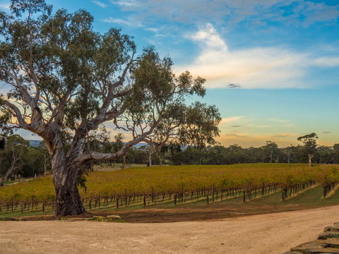 Shadow Creek McLaren Vale - Mackay Tourism 23