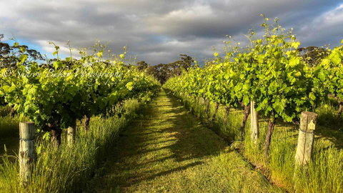 Shadow Creek McLaren Vale - Mackay Tourism 20