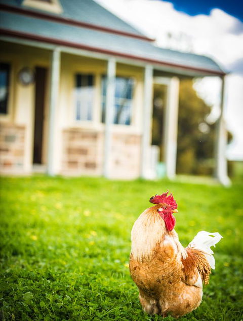 Barossa Vineyard Cottages - Mackay Tourism 39