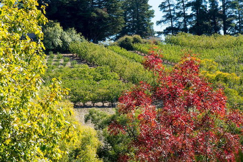 The Manor Basket Range - Mackay Tourism 16