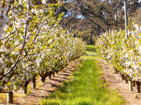 STUDIO ECHUNGA Adelaide Hills - Mackay Tourism 18
