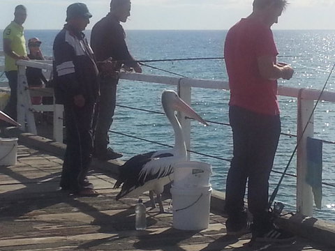 Adelaide Luxury Beach House - Mackay Tourism 24