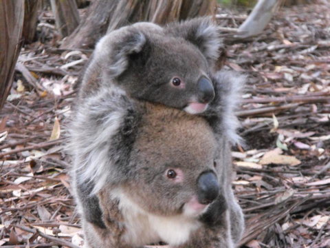 Discovery Parks - Kangaroo Island - Mackay Tourism 34