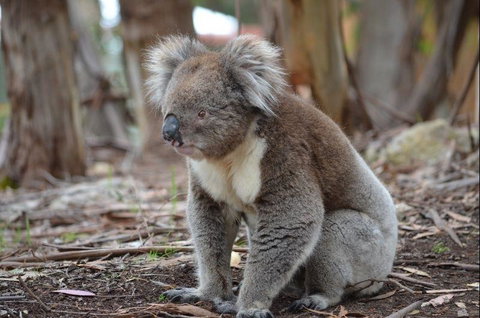 Discovery Parks - Kangaroo Island - Mackay Tourism 38