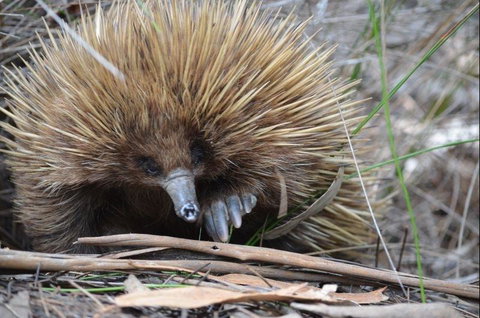 Discovery Parks - Kangaroo Island - Mackay Tourism 37