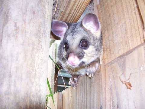 Discovery Parks - Kangaroo Island - Mackay Tourism 39