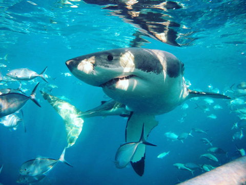 Port Lincoln Studio Apartments - Mackay Tourism 8