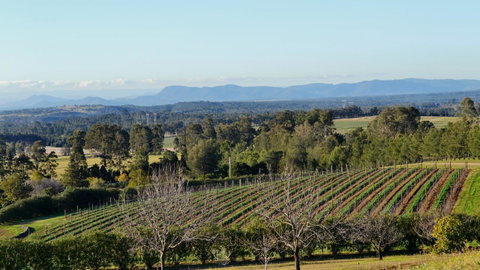 Grapevines Boutique Accommodation - Mackay Tourism 21