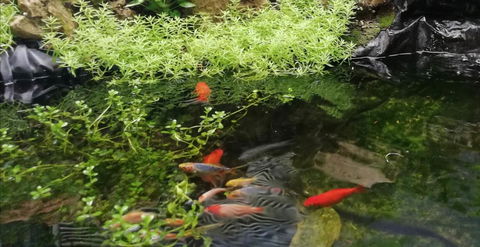 Perth Lake Side Lodge - Mackay Tourism 17