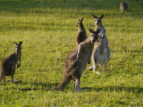 Dungowan Holiday Accommodation - Mackay Tourism 27