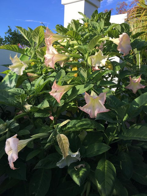 Bella Bali Gardens - Mackay Tourism 22