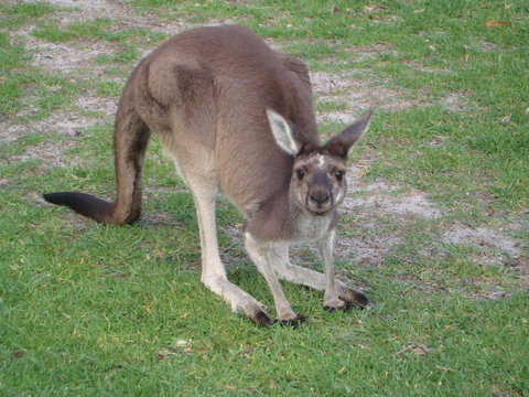 Bella Bali Gardens - Mackay Tourism 39