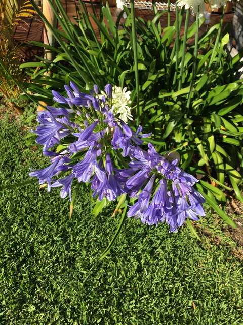 Bella Bali Gardens - Mackay Tourism 21