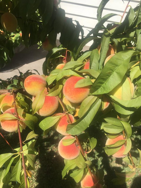 Bella Bali Gardens - Mackay Tourism 26