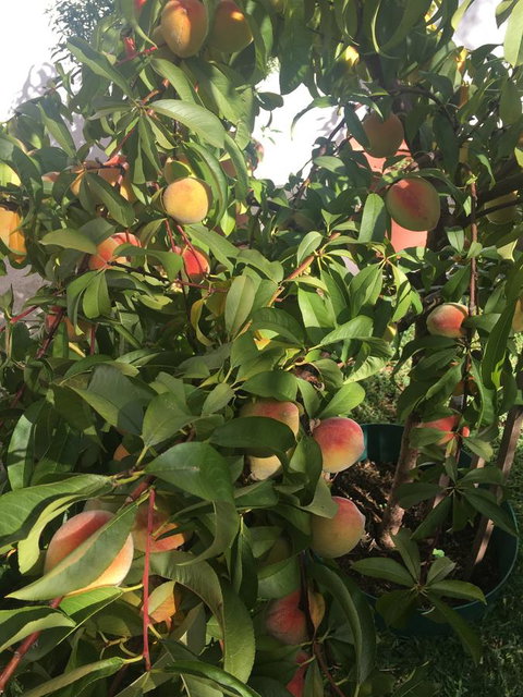 Bella Bali Gardens - Mackay Tourism 25