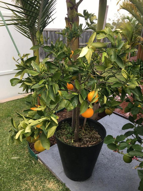 Bella Bali Gardens - Mackay Tourism 24