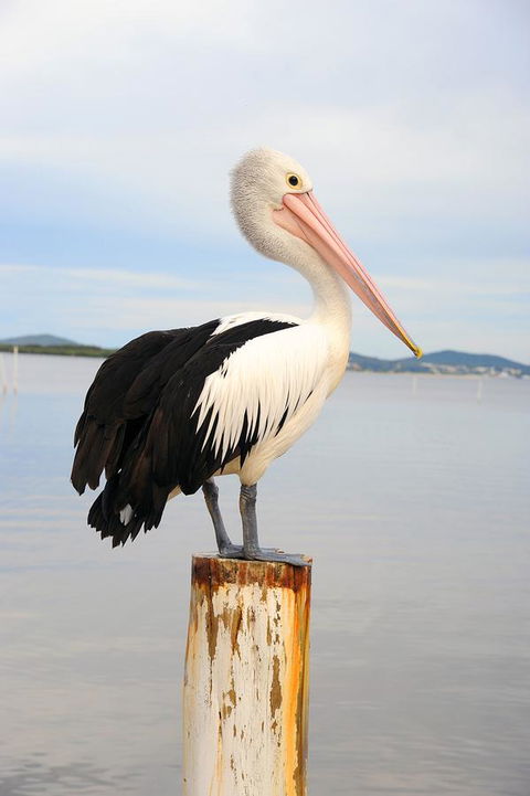 Hotel Nelson - Mackay Tourism 29