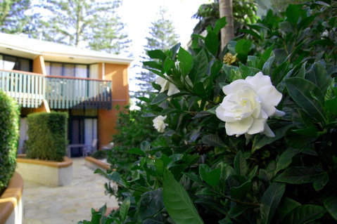 The Crest Byron Bay - Mackay Tourism 29