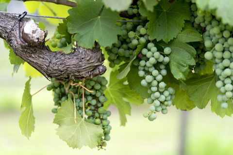 Thistle Hill Guesthouse - Walk To Many Wineries And Restaurants - Mackay Tourism 44