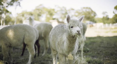 The Woods Farm Jervis Bay - Mackay Tourism 12