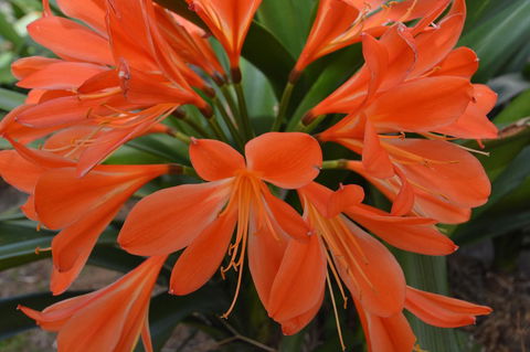 JE Guesthouse, Central To All The Hunter Valley Has To Offer - Mackay Tourism 39