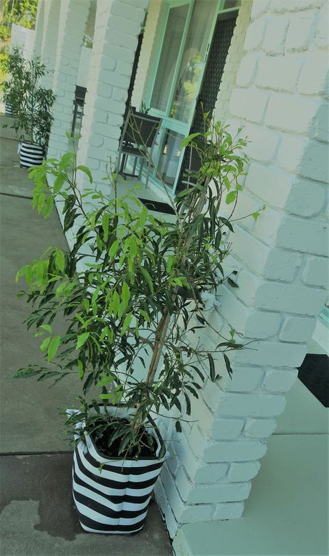 Mulwala Resort - Mackay Tourism 16