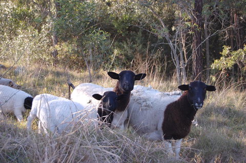 Cadair Cottages - Mackay Tourism 15