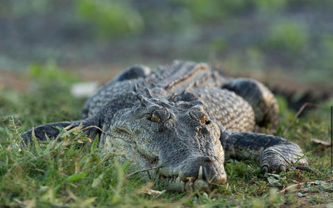 Wildman Wilderness Lodge - Mackay Tourism 24