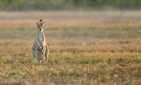 Wildman Wilderness Lodge - Mackay Tourism 25