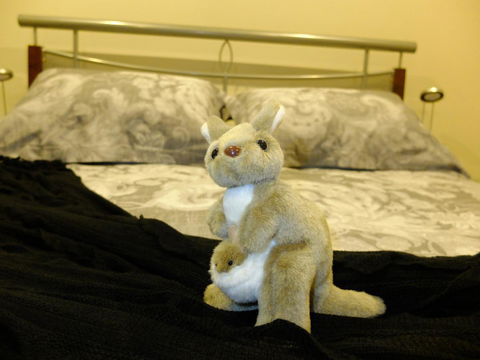 Rock Wallaby - Mackay Tourism 17