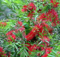 Bottlebrush B  B - Mackay Tourism