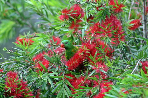 Bottlebrush B & B - Mackay Tourism 0