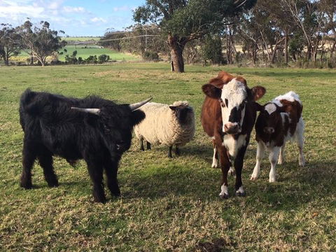 Bush Retreat Farm Stay - Mackay Tourism 1