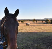 Clydesdale Cottage on Talga with real Clydesdale Horses - Mackay Tourism